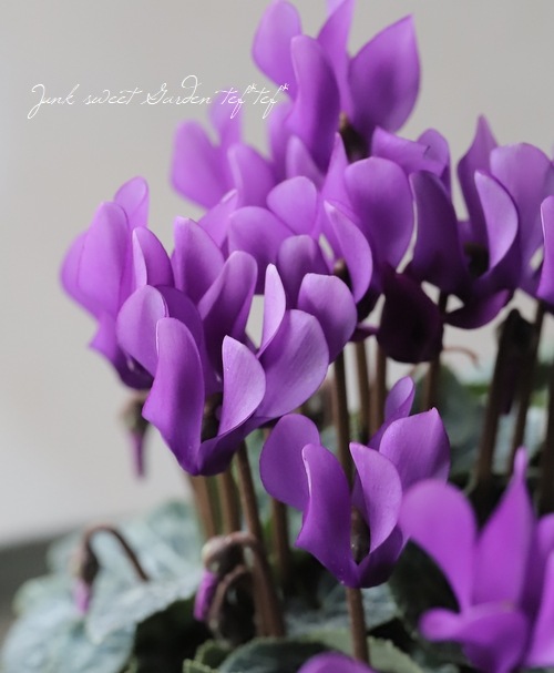 �ڷڰ���������������ۥ����ǥ�ߥ˥������� �إɥ饴��� ��A�����ס�