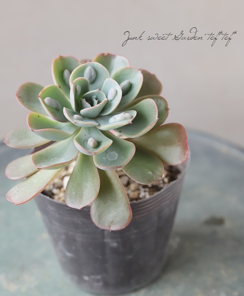 多肉植物】 『レインドロップ』『レーンドロップ』 エケベリア属