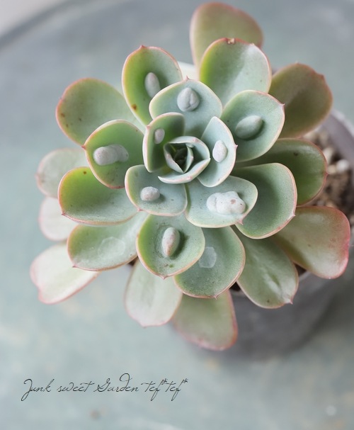 ��¿����ʪ�ۡ��إ쥤��ɥ��åס١إ졼��ɥ��åס١������٥ꥢ°