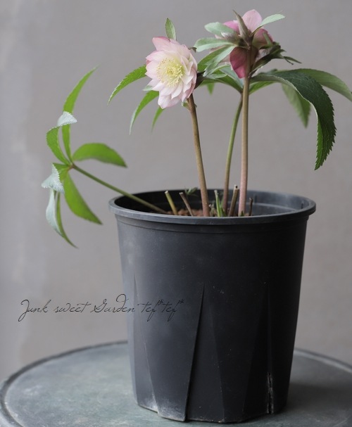 クリスマスローズ 『ピンクアプリコットアップル（フェアリーズ