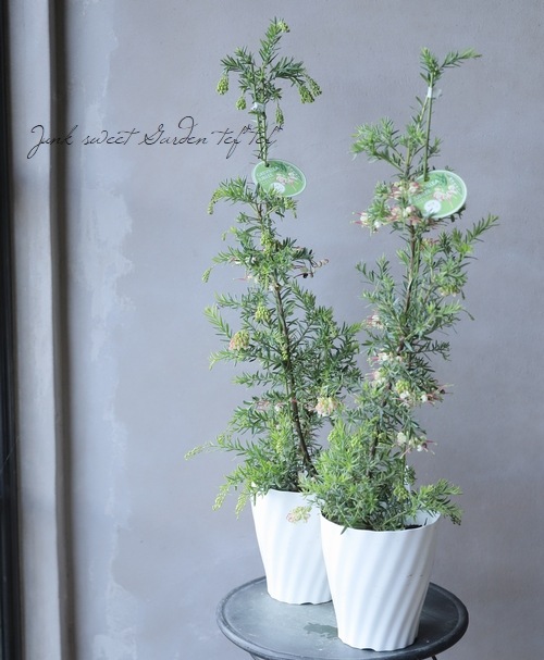 グレビレア ジュビリー 3 ファイバー鉢 グレビレア ジュビリー 3 ファイバー鉢 グレビレア：ジュビリー 5号