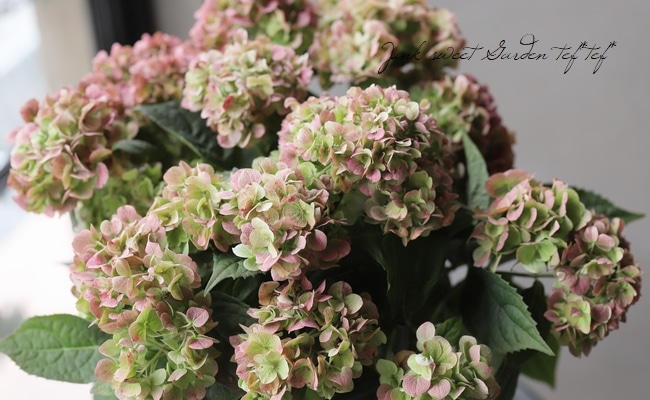 八重咲き山紫陽花 伊予獅子手まり ピンク 秋色 すべての商品 Junk Sweet Garden Tef Tef 八重咲き山紫陽花 伊予獅子手まり ピンク 秋色 すべての商品 Junk Sweet Garden Tef Tef
