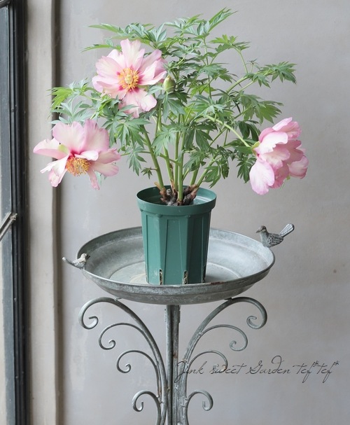 進化したハイブリット芍薬 『ベリーガルシア』 | すべての商品