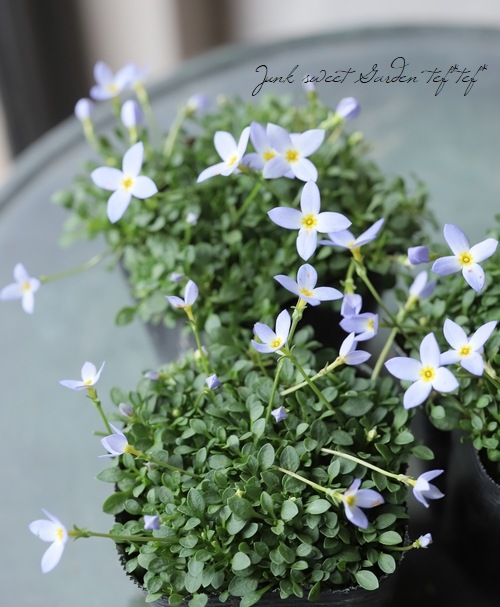 �ҥʥ��� �إ������֥롼��