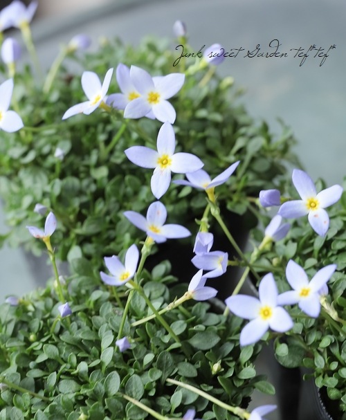 �ҥʥ��� �إ������֥롼��