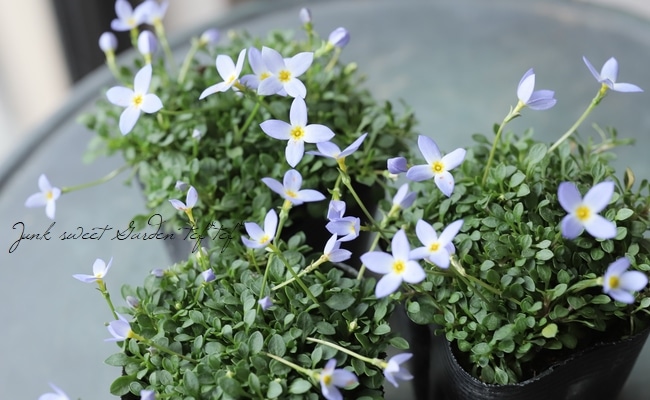 �ҥʥ��� �إ������֥롼��