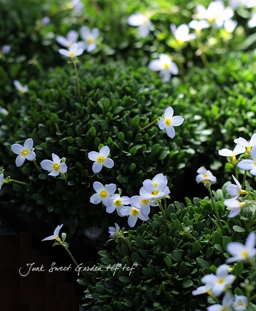 �ҥʥ��� �إ������֥롼��