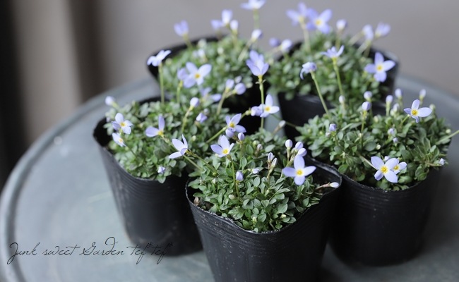 �ҥʥ��� �إ������֥롼��