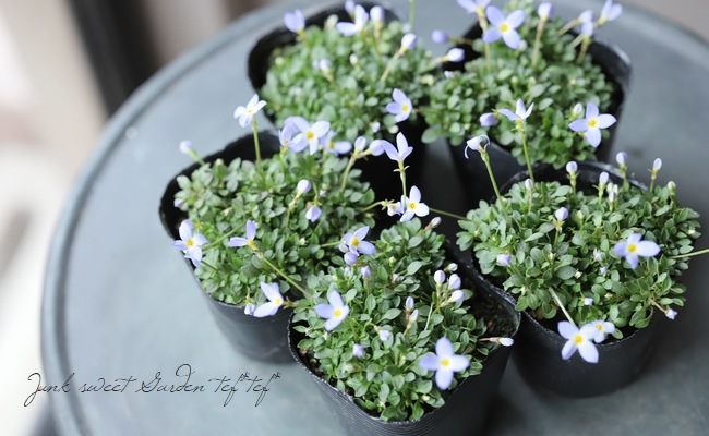 �ҥʥ��� �إ������֥롼��