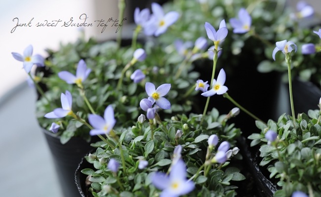 �ҥʥ��� �إ������֥롼��