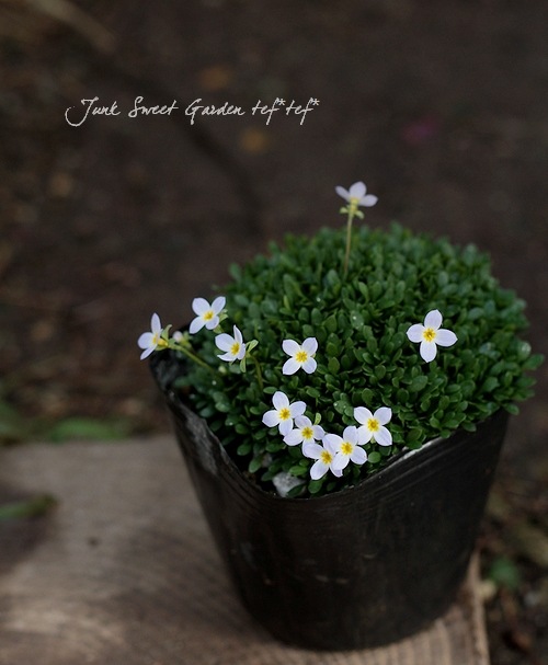 �ҥʥ��� �إ������֥롼��