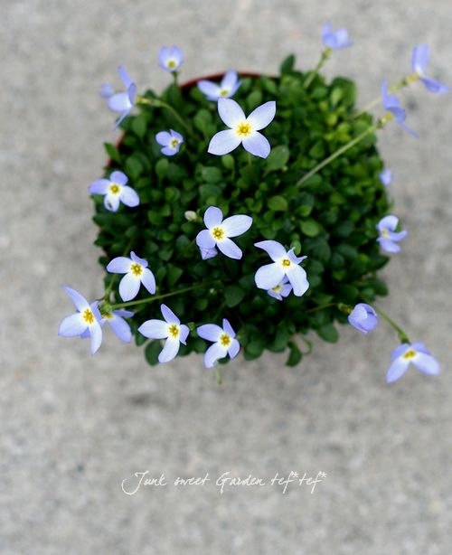 �ҥʥ��� �إ������֥롼��