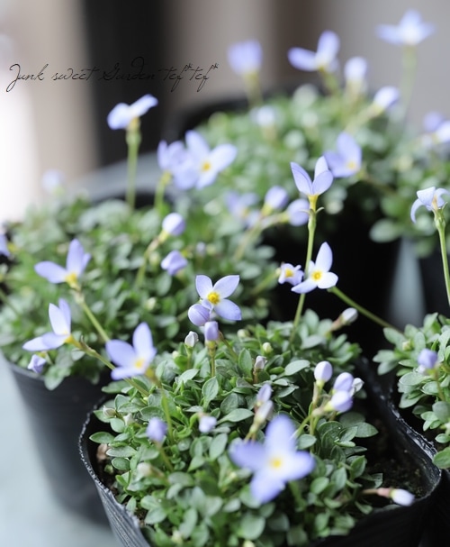 �ҥʥ��� �إ������֥롼��