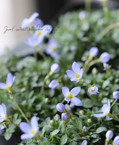 �ҥʥ��� �إ������֥롼��