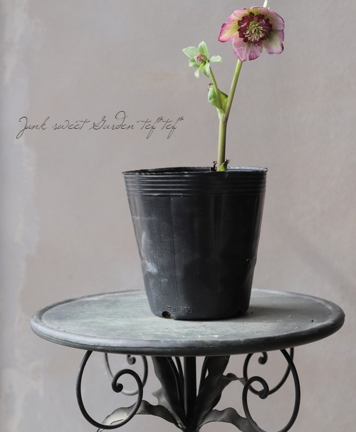 松浦園芸】 クリスマスローズ 『セミダブル』 No.40 | すべての商品