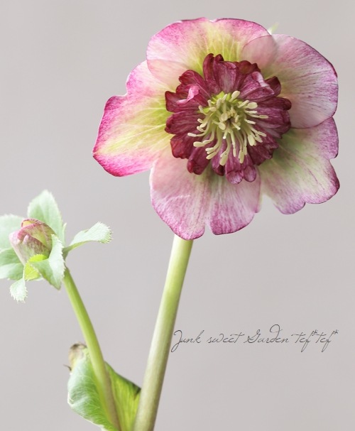 ローズ 松浦園芸】 クリスマスローズ 『セミダブル』 No.40 | すべての商品