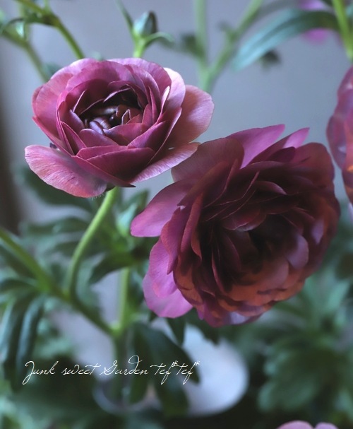 �ڰ���ݤ������ ��ʥ󥭥�饹����å������꡼�����إƥ����С�