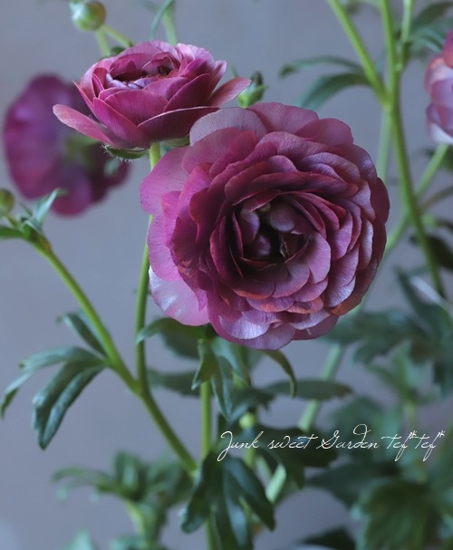 �ڰ���ݤ������ ��ʥ󥭥�饹����å������꡼�����إƥ����С�