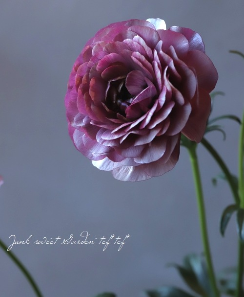 �ڰ���ݤ������ ��ʥ󥭥�饹����å������꡼�����إƥ����С�