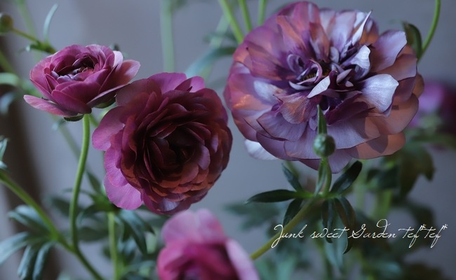 �ڰ���ݤ������ ��ʥ󥭥�饹����å������꡼�����إƥ����С�