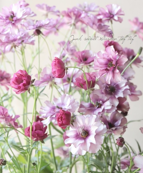 �ڰ���ݤ������ ��ʥ󥭥�饹����å������꡼�����إƥ����С�