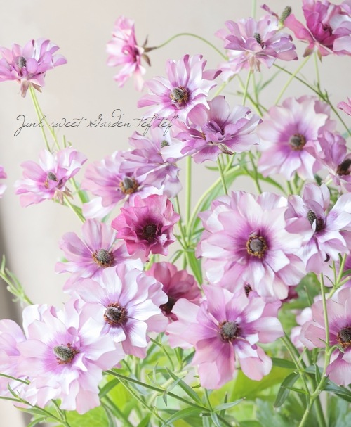 �ڰ���ݤ������ ��ʥ󥭥�饹����å������꡼�����إƥ����С�