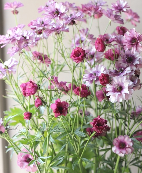 �ڰ���ݤ������ ��ʥ󥭥�饹����å������꡼�����إƥ����С�