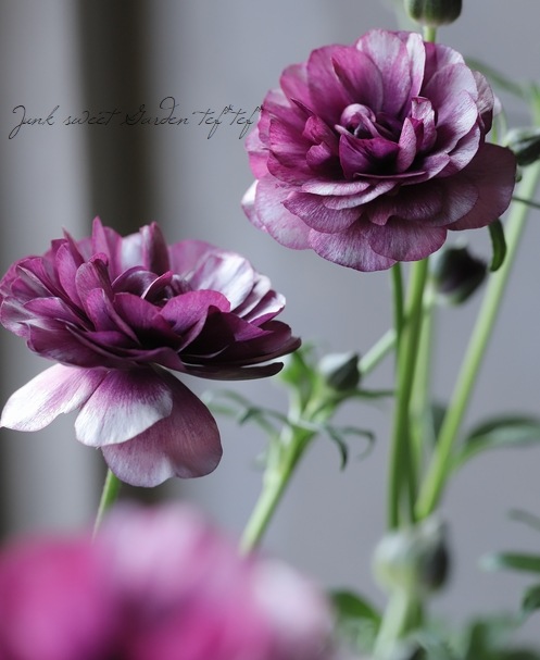 �ڰ���ݤ������ ��ʥ󥭥�饹����å������꡼�����إƥ����С�