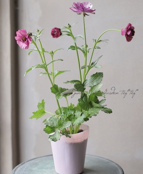 �ڰ���ݤ������ ��ʥ󥭥�饹����å������꡼�����إƥ����С�