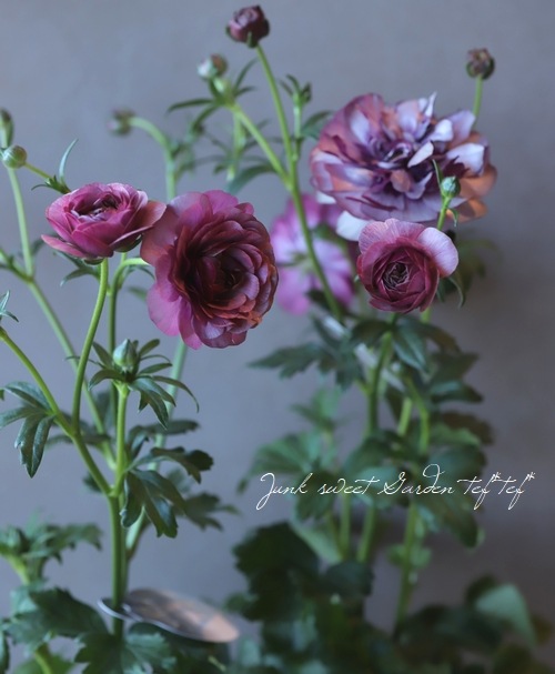 �ڰ���ݤ������ ��ʥ󥭥�饹����å������꡼�����إƥ����С�