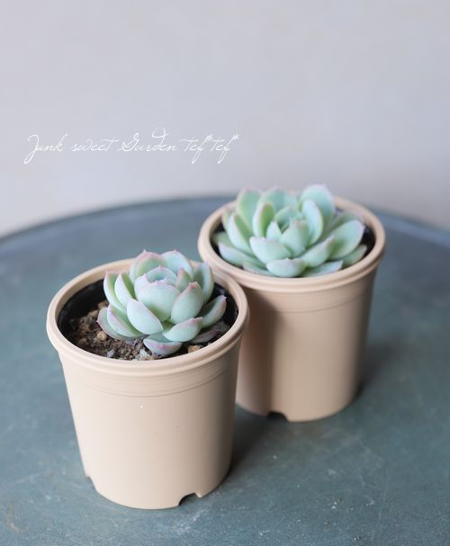 多肉植物】 『花月夜』 エケベリア属 いとうぐりーん | すべての商品