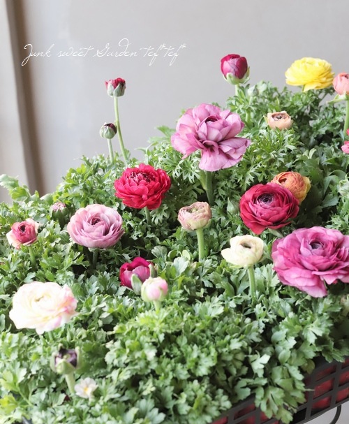 ラナンキュラス 『セレンディシリーズ』 | すべての商品 | | Junk