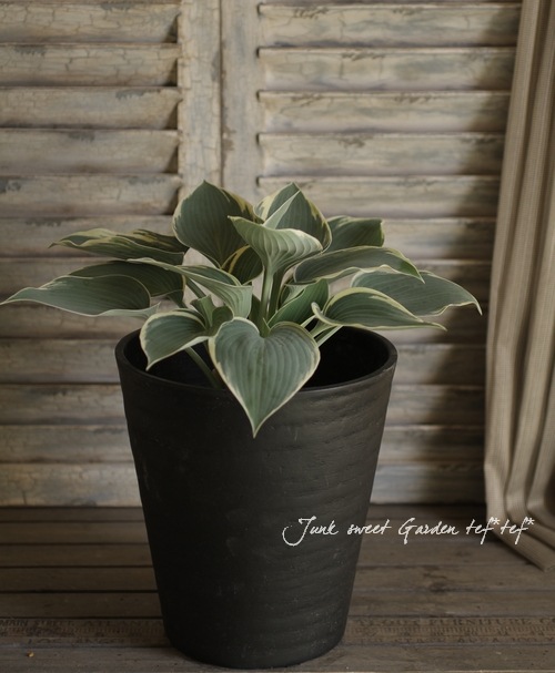 �����ꥮ�ܥ��� �إ���ˡ��˥��