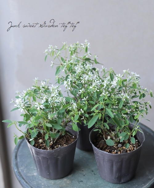 �桼�ե���ӥ����إ�������ɥ��Ρ���