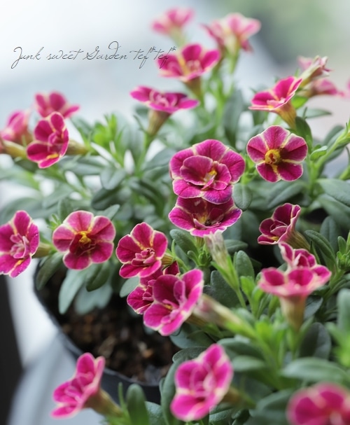 みみ　水彩画　雀とカリブラコア　値段は600円です カリブラコア：ファンシーピンク3-3.5号ポット の通販 | 園芸ネット