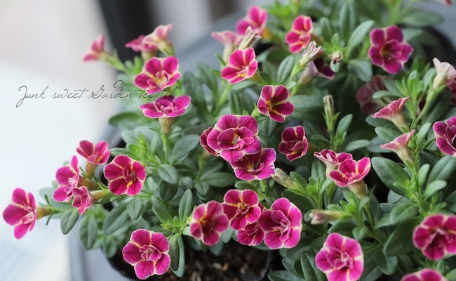 カリブラコア 『鞠つばき』 花日和オリジナル品種 | すべての商品