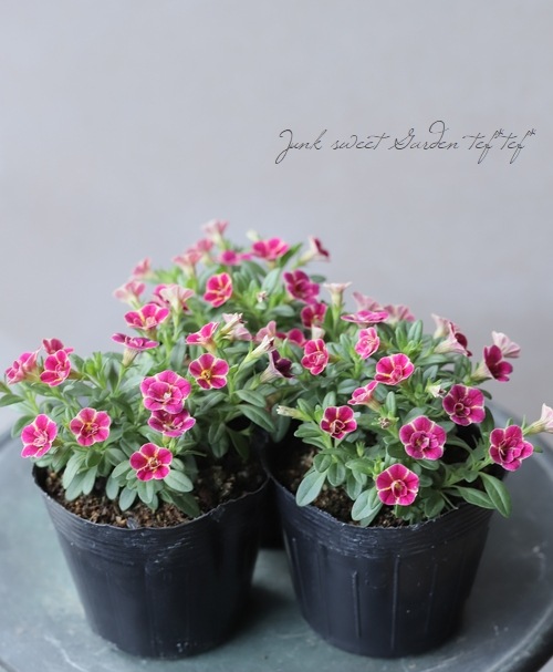 カリブラコア 『鞠つばき』 花日和オリジナル品種 | すべての商品