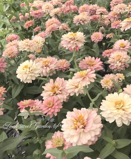 ジニア ザハラ ダブルサーモンローズ 八重咲き すべての商品 Junk Sweet Garden Tef Tef