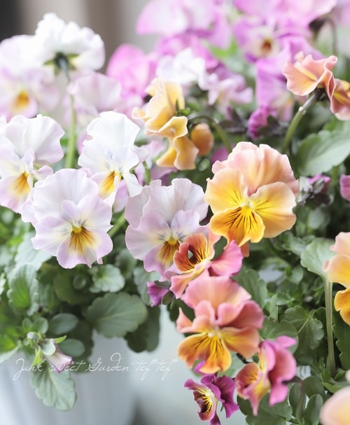 ���ե��餭�ӥ��顡�����ߤ�ӡ� �����¥��ꥸ�ʥ�