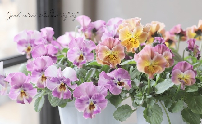 ���ե��餭�ӥ��顡�����ߤ�ӡ� �����¥��ꥸ�ʥ�