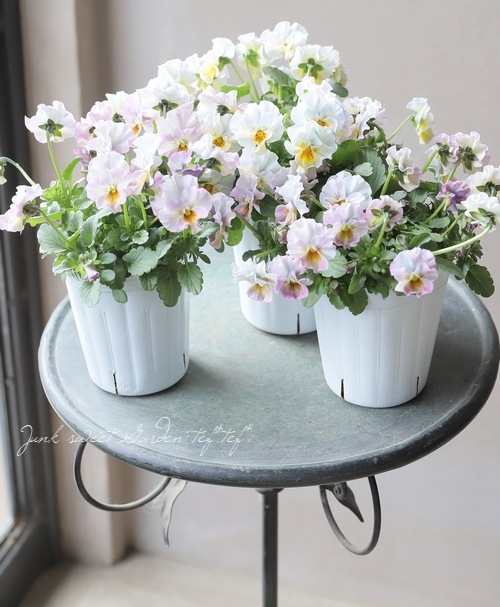 ���ե��餭�ӥ��顡�����ߤ�ӡ� �����¥��ꥸ�ʥ�