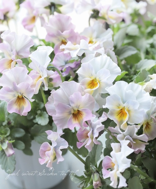 ���ե��餭�ӥ��顡�����ߤ�ӡ� �����¥��ꥸ�ʥ�