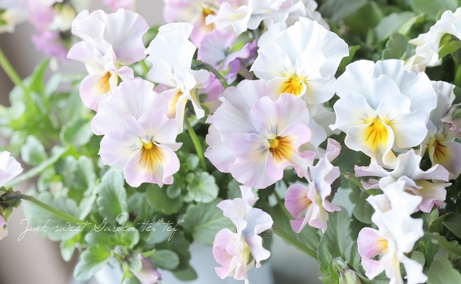 ���ե��餭�ӥ��顡�����ߤ�ӡ� �����¥��ꥸ�ʥ�