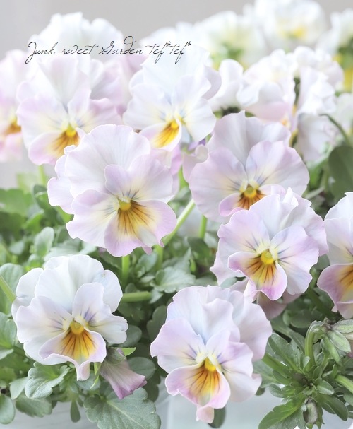 ���ե��餭�ӥ��顡�����ߤ�ӡ� �����¥��ꥸ�ʥ�