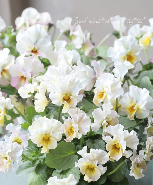 ���ե��餭�ӥ��顡�����ߤ�ӡ� �����¥��ꥸ�ʥ�