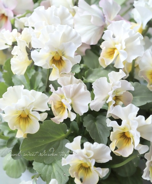 ���ե��餭�ӥ��顡�����ߤ�ӡ� �����¥��ꥸ�ʥ�