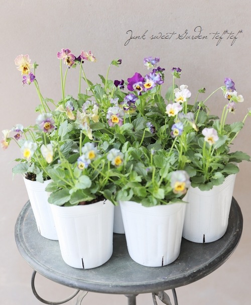 ���ե��餭�ӥ��顡�����ߤ�ӡ� �����¥��ꥸ�ʥ�