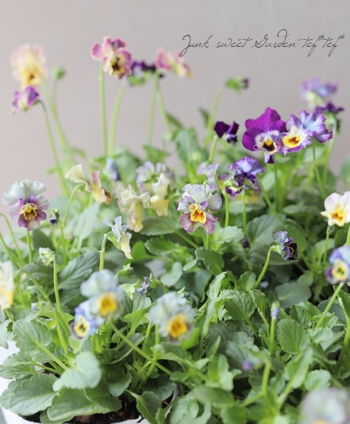 ���ե��餭�ӥ��顡�����ߤ�ӡ� �����¥��ꥸ�ʥ�