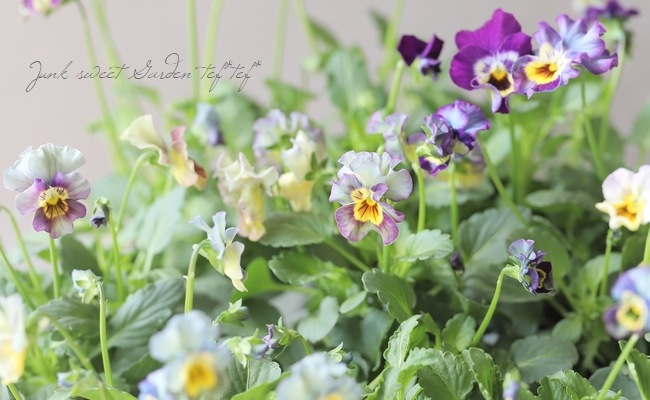 ���ե��餭�ӥ��顡�����ߤ�ӡ� �����¥��ꥸ�ʥ�