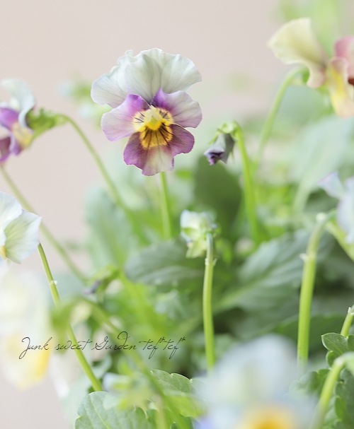 ○フリル咲きビオラ 『恋みやび』 花日和オリジナル | すべての商品